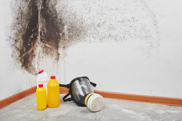 Best Local Mold Removal Service  in Houston, MS