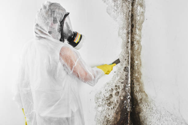 Best Affordable Mold Removal  in Houston, MS