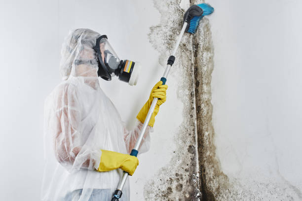 Best Mold Damage Repair  in Houston, MS