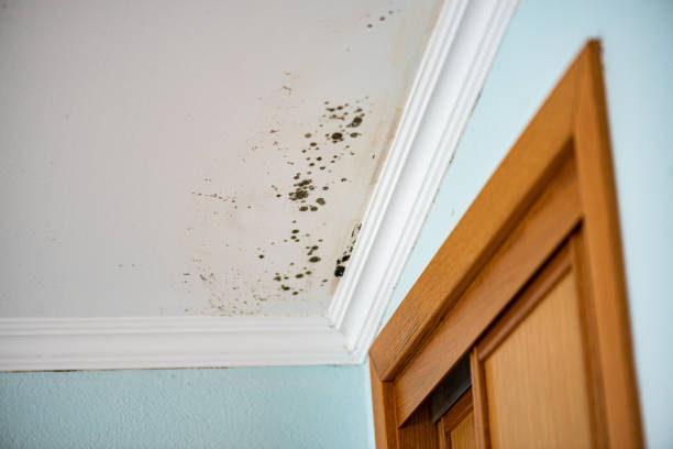 Best Water Damage Restoration  in Houston, MS