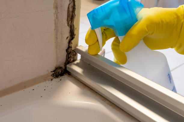 Best Mold Removal Near Me  in Houston, MS
