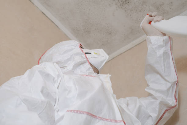 Best Affordable Mold Removal  in Houston, MS