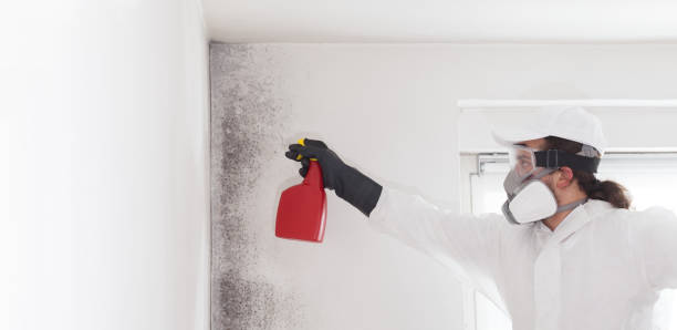 Best Black Mold Removal  in Houston, MS