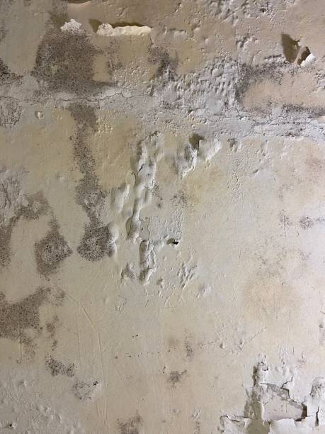 Best Mold Testing  in Houston, MS