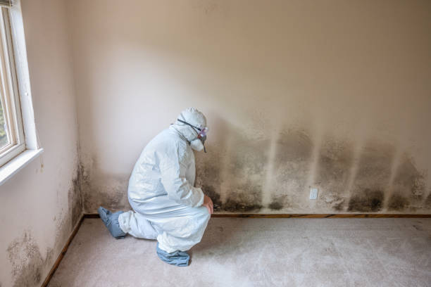 Best Crawl Space Mold Removal  in Houston, MS