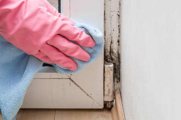 Professional Mold Removal in Houston, MS