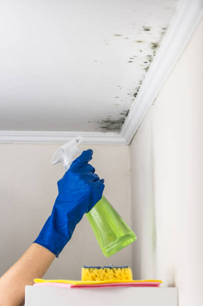 Best Certified Mold Removal  in Houston, MS